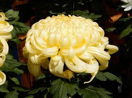 【風景写真】福山菊花展覧会の風景 キク,菊,菊花展の写真素材