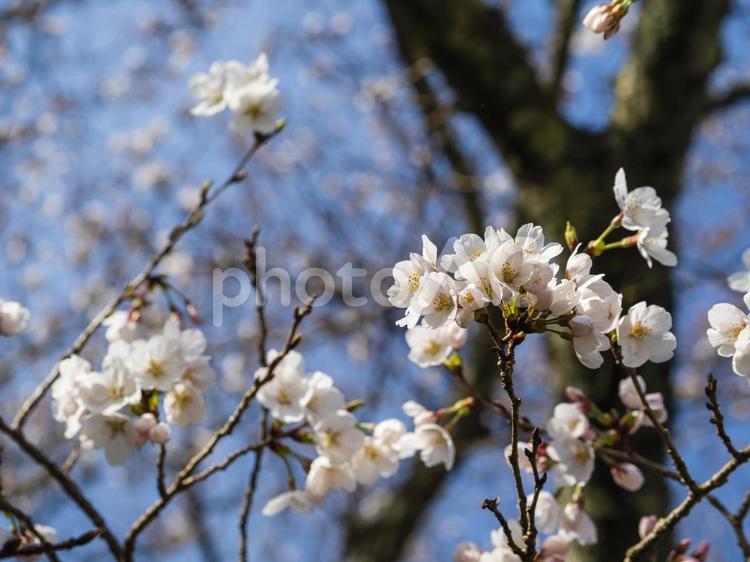 桜が咲いた サクラ,開花,咲いたの写真素材