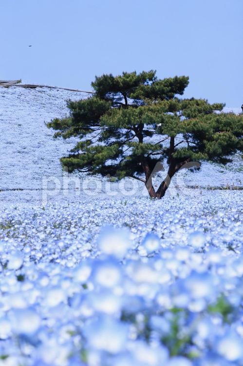 青空と満開のネモフィラ ネモフィラ,花,空の写真素材