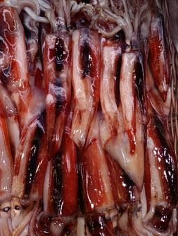 スルメイカ スルメイカ スルメイカ,烏賊,ツツイカ目アカイカ科の写真素材