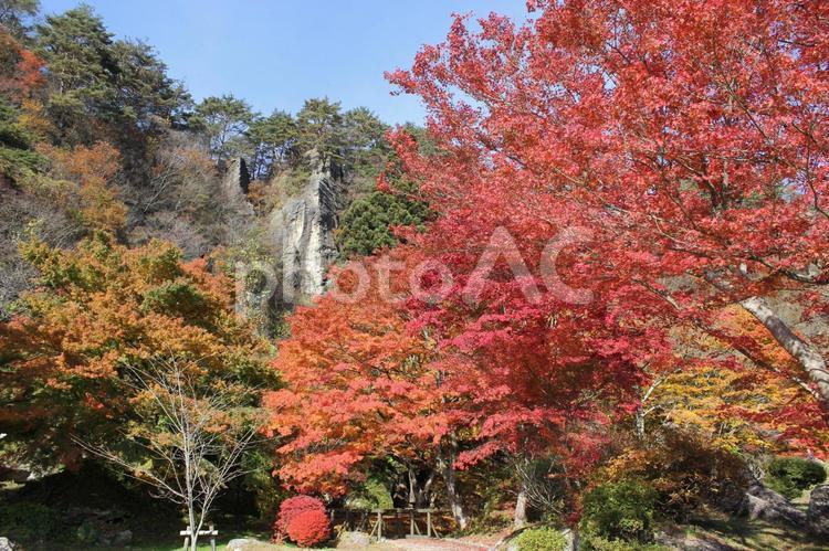 きみまち阪公園　秋の風景１ 秋,紅葉,きみまち阪公園の写真素材
