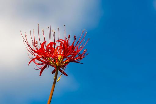 Blue sky and red spider lilies, JPG Blue sky and red spider lilies, JPG