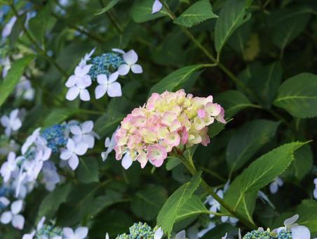Hydrangea, JPG Hydrangea, JPG