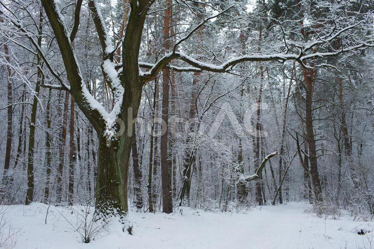 白い写真276　自然 雪,樹木,冬の写真素材