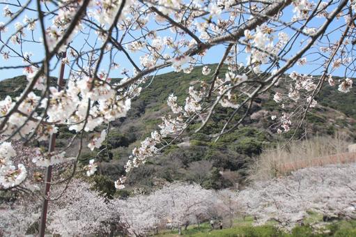 安部山公園 安部山公園の写真