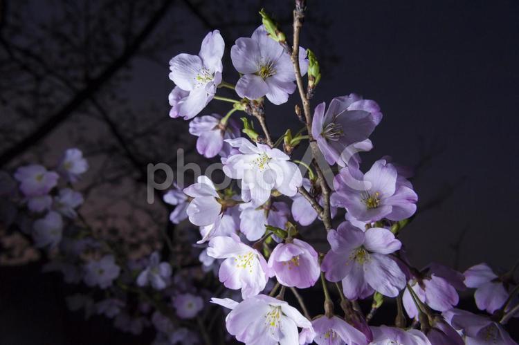 滝頭公園の夜桜2（田原市） ソメイヨシノ,花,田原市の写真素材