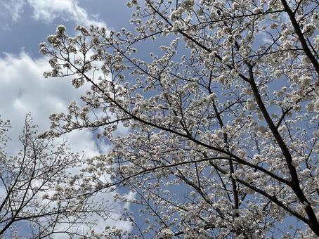 桜 桜の写真