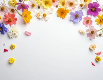 カラフルな花の背景7 カラフルな花の背景7の写真