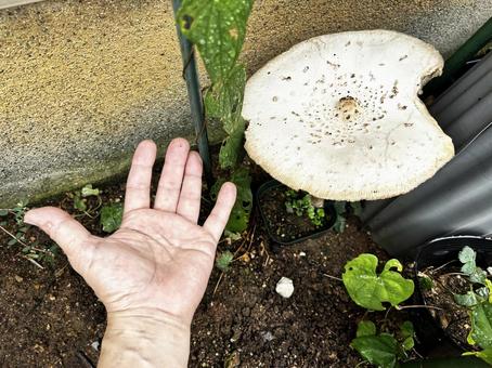 手のひらサイズのキノコ キノコ,花壇,オオシロカラカサタケの写真素材