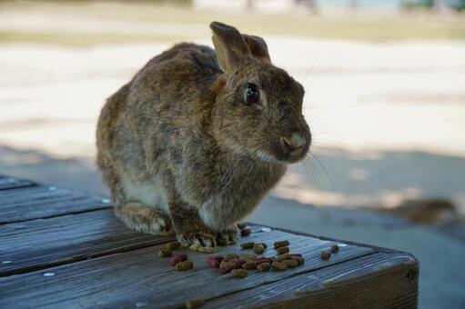 大久野島　野ウサギ742 うさぎ,ウサギ,動物の写真素材
