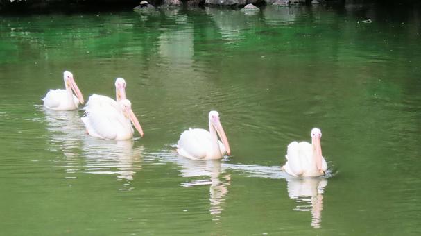 日本平動物園 池を泳ぐモモイロペリカン 日本平動物園 池を泳ぐモモイロペリカンの写真