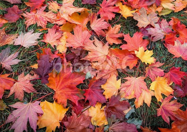 カエデの葉っぱの絨毯 カエデ,もみじ,秋の写真素材