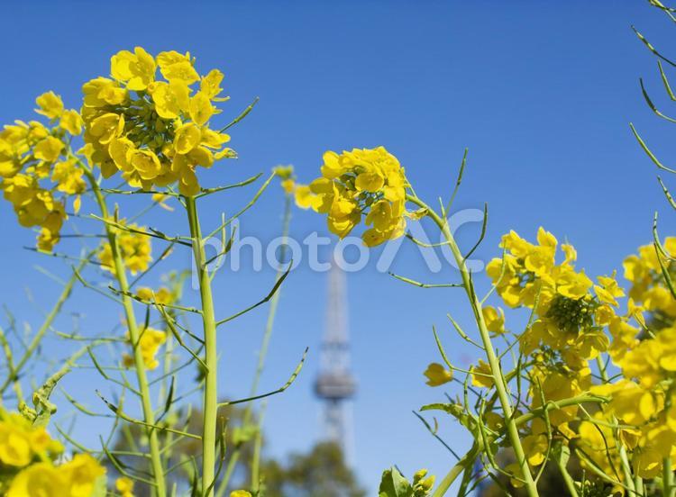 菜の花と青空とテレビ塔 菜の花,なのはな,テレビ塔の写真素材