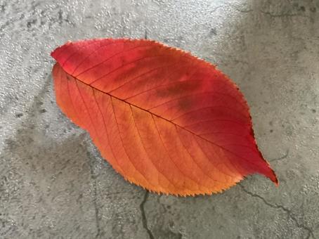 赤 落葉,紅葉,桜の葉の写真素材