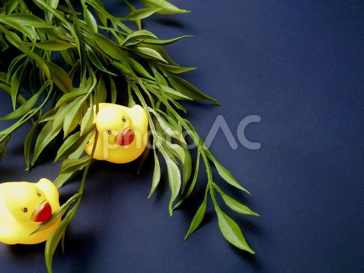 アヒルのイメージ アヒル,小物,緑の写真素材