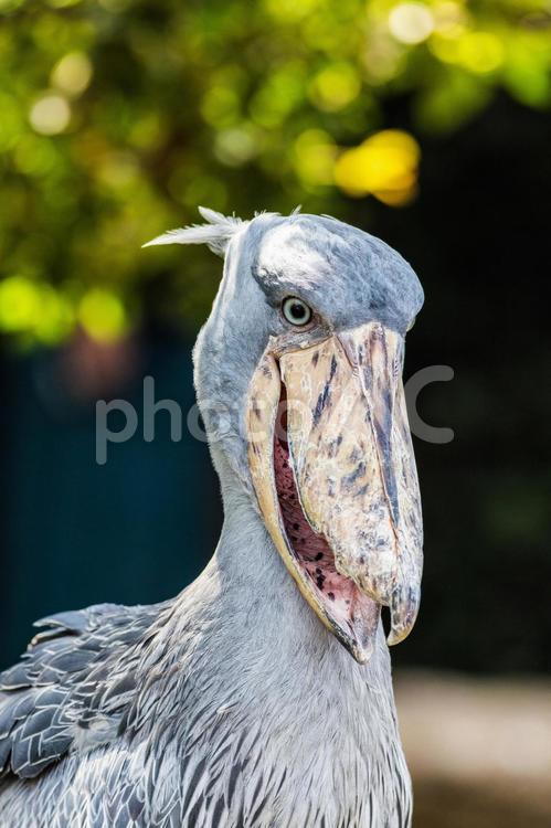 ハシビロコウ ハシビロコウ,動物,嘴広鸛の写真素材