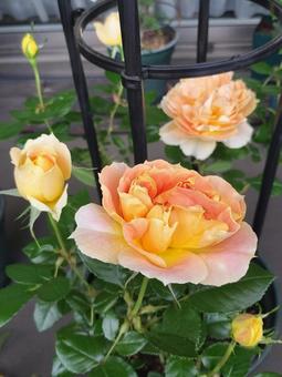 Photo, rose, lantern citroille, drew, 