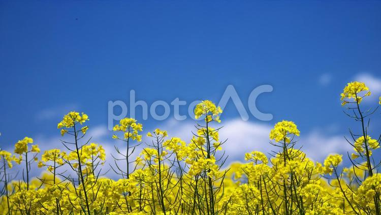 菜の花の美しいお花畑 菜の花畑,観光地,コピースペースの写真素材