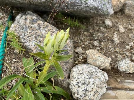 トウヤクリンドウ１ トウヤクリンドウ,高山植物,花の写真素材
