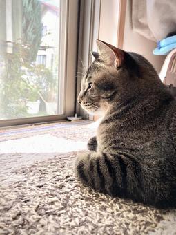 庭を眺める猫ちゃん 庭を眺める猫ちゃん 猫,家猫,保護猫の写真素材