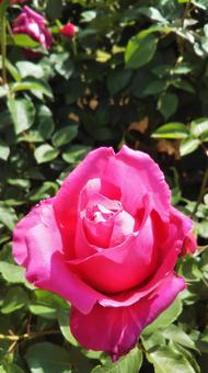 薔薇 薔薇の写真