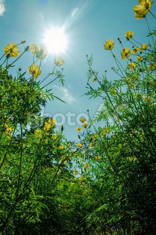 コスモスと太陽 コスモス,キバナコスモス,秋桜の写真素材