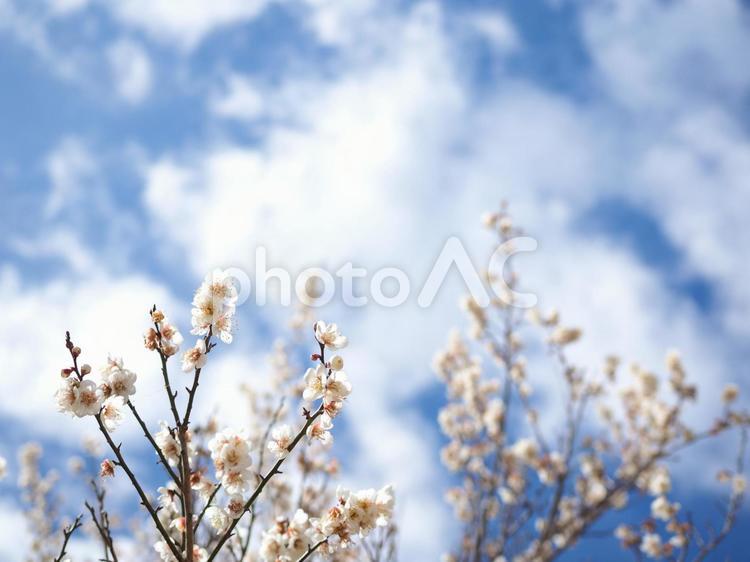 梅の花、白梅と青空 梅,白梅,青空の写真素材