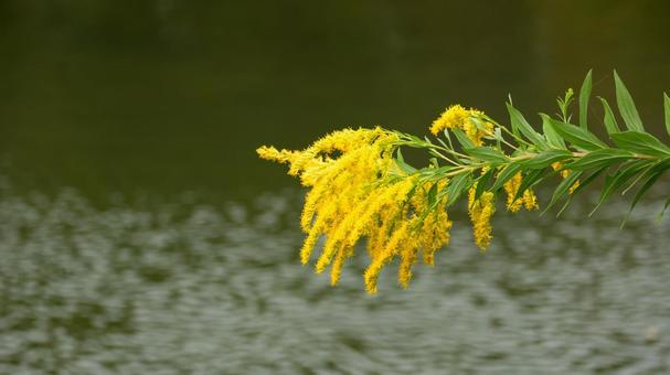 水辺に咲く、セイタカアワダチソウ 水辺に咲く、セイタカアワダチソウ セイタカアワダチソウ,秋,黄色の写真素材
