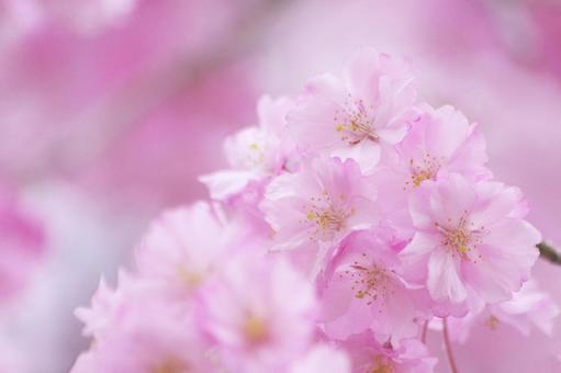 cherry blossoms, JPG