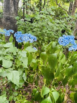 紫陽花 紫陽花の写真