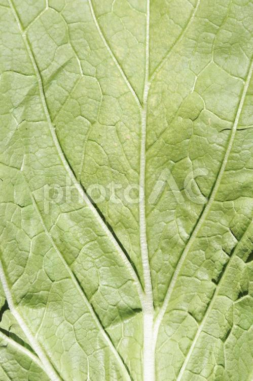 冬野菜白菜　鍋の具 白菜,はくさい,鍋の写真素材