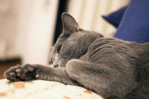 のんびりとした家猫の日常 のんびりとした家猫の日常 猫,ロシアンブルー,アップショットの写真素材
