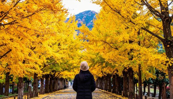 紅葉狩り 紅葉を見上げて楽しむ女性 紅葉狩り 紅葉を見上げて楽しむ女性の写真