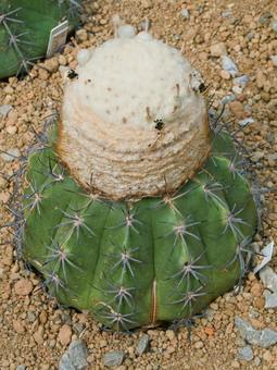 メロカクツスの写真