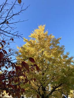 銀杏 秋,イチョウ,紅葉の写真素材