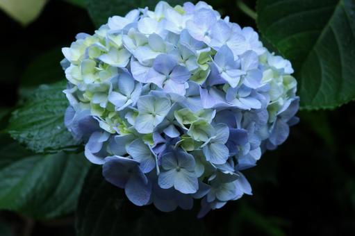 紫陽花 紫陽花の写真