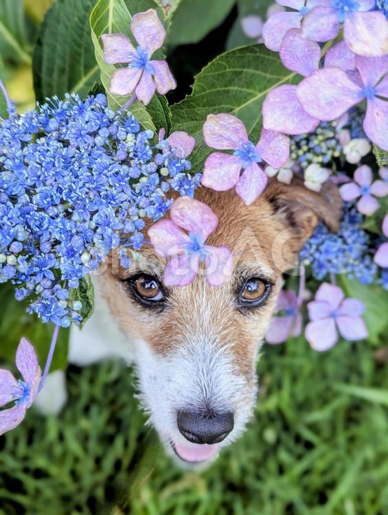 あら、見つかっちゃった☆ ジャックラッセルテリア,小型犬,紫陽花の写真素材