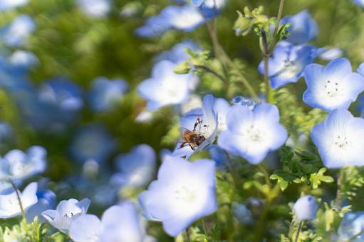 春のネモフィラと蜜を集める蜂④ ネモフィラ,青い花,花の写真素材