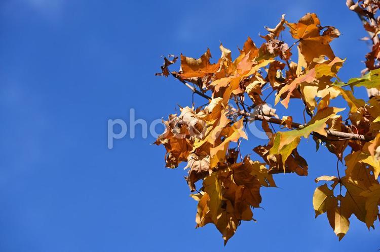 紅葉・秋のイメージ：背景素材テクスチャ 紅葉,秋,秋の風物詩の写真素材