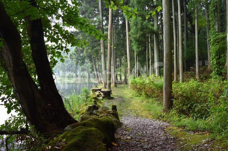 森の中の道 自然,トレッキング,アウトドアの写真素材