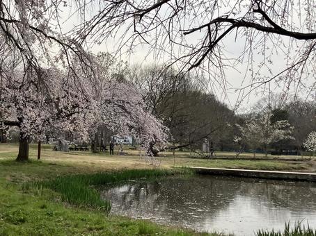 Park Lake, JPG Park Lake, JPG