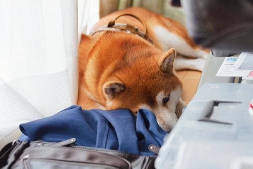 按摩器の陰で気持ち良さそうに眠る柴犬 按摩器の陰で気持ち良さそうに眠る柴犬 柴犬,しばいぬ,日本犬の写真素材