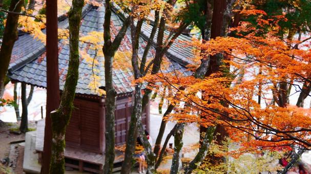 紅葉と寺院 日本,国内旅行,旅行の写真素材