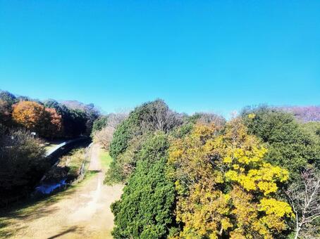 晴れた日の林と川 林,森,木の写真素材