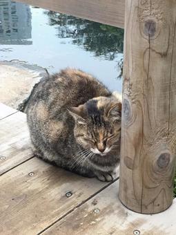 水辺の猫 水辺の猫の写真