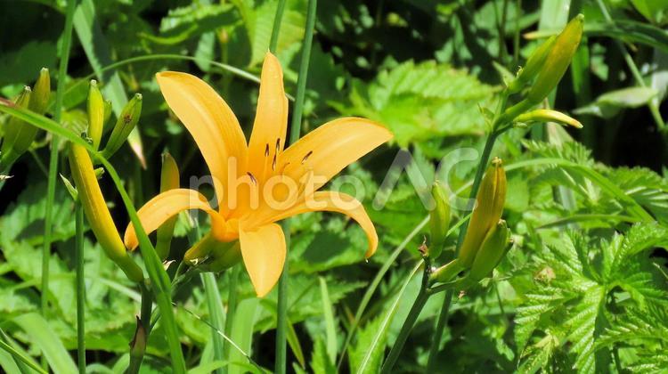 白馬五竜高山植物園　ニッコウキスゲ ニッコウキスゲ,花,ユリ科の写真素材