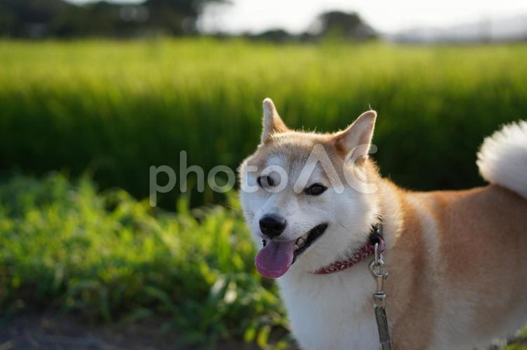 稲が輝く田んぼの前で 柴犬,犬,日本犬の写真素材
