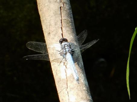 Photo, coconut shell, large salted dragonfly, dragonfly, 