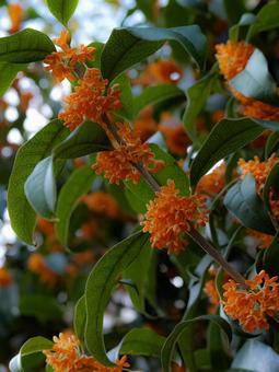 金木犀 金木犀,秋の香り,花の写真素材