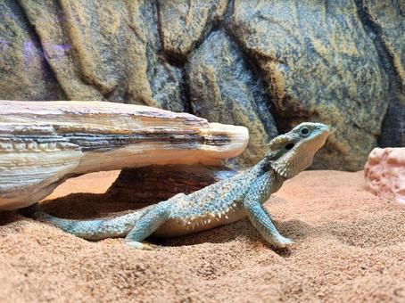 フトアゴヒゲトカゲ フトアゴヒゲトカゲの写真